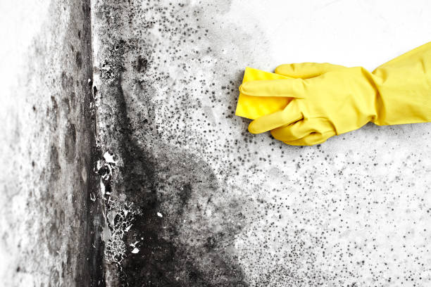 Best Post-Construction Mold Inspection  in Sunnyside Tahoe City, CA