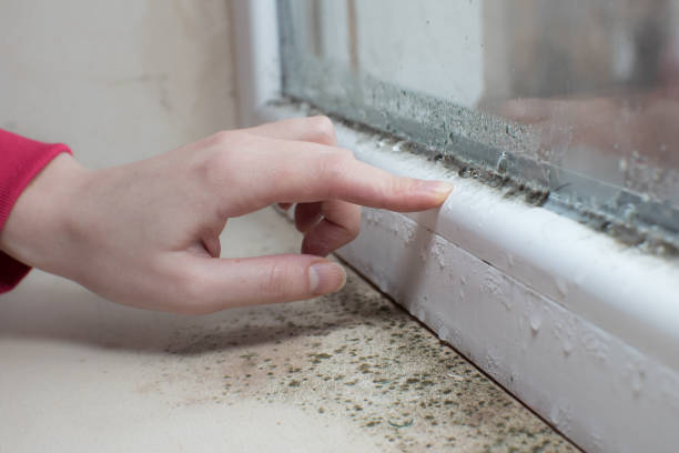 Best Air Quality Testing for Mold Spores  in Sunnyside Tahoe City, CA