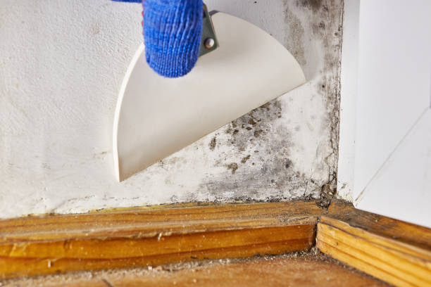 Best Attic Mold Removal  in Sunnyside Tahoe City, CA
